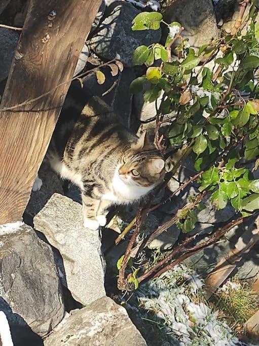 Chambre Ou Gite Dans Une Maison De Montagne - De Suzon A Zelie Entraigues  Exteriér fotografie